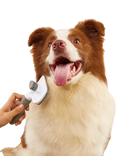 Green Care Service - Nysea Dogs